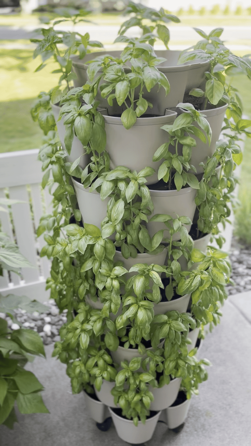 basil-tower